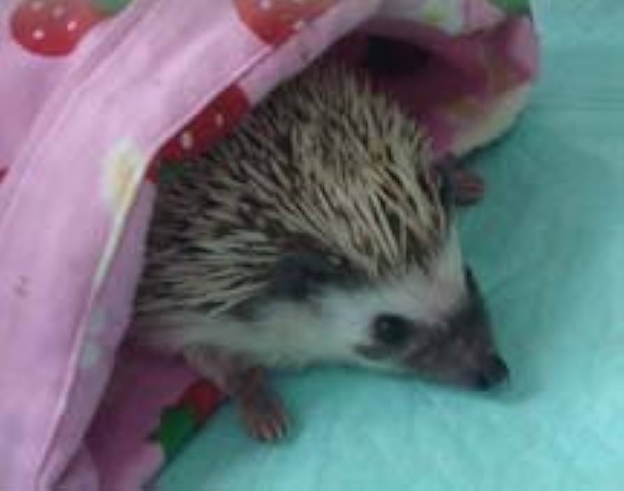 ハリネズミ寝袋❤︎H Amazon.co.jp: Hedgehog Sleeping Bag [Half Size] * Various of